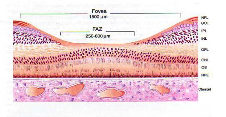 konilerin yer aldığı fovea çukurluğudur. Umbo, fovea merkezinde oftalmoskopik olarak görülebilen foveolar refledir. Burası retinanın en ince olduğu yerdir (0.13mm).
