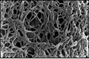 3.4.1 Agaroz jel elektroforezi Agaroz Jel Elektroforezi: DNA parçalarını büyüklüklerine göre ayırıp görüntülenmesini sağlayan teknik Agaroz bir tür algden elde edilir Toz