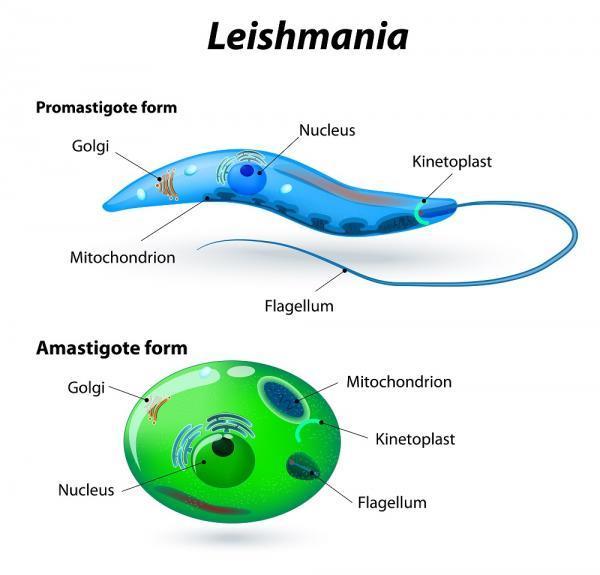 Moleküler Yöntemler Leishmaniasis Leishmaniasis tanısında PCR, yüksek duyarlılığı ve güvenilirliği nedeni ile kullanılan temel moleküler yöntem Farklı PCR protokollerinde ribozomal RNA kinetoplast
