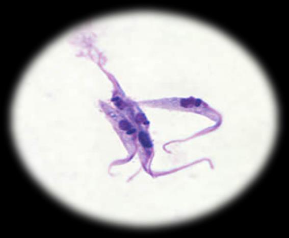 Kültür İn-vitro ve/veya in-vivo ortamlarda kültür Leishmania spp.