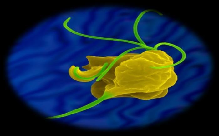 Egyptian population. Parasitol Res DOI 10.1007/s00436-017-5627-3 Deloer S et al.