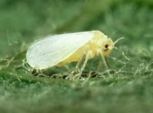 , 2011). Beyazsinekler Bemisia tabaci (Genn.) Pamuk Beyazsineği ve Trialeurodes vaporariorum Westw. Sera Beyazsineği (Hemiptera:Aleyrodidae) Beyazsinek erginleri yaklaşık 1 mm boyundadır.