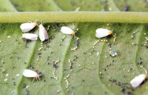 Yumurtadan çıkan beyazsinekler, 1. larva döneminde hareketli, 2. ve 3. larva dönemlerinde hareketsiz, 4. larva dönemi (pupa) ve ergin olmak üzere altı dönemi kapsamaktadır.