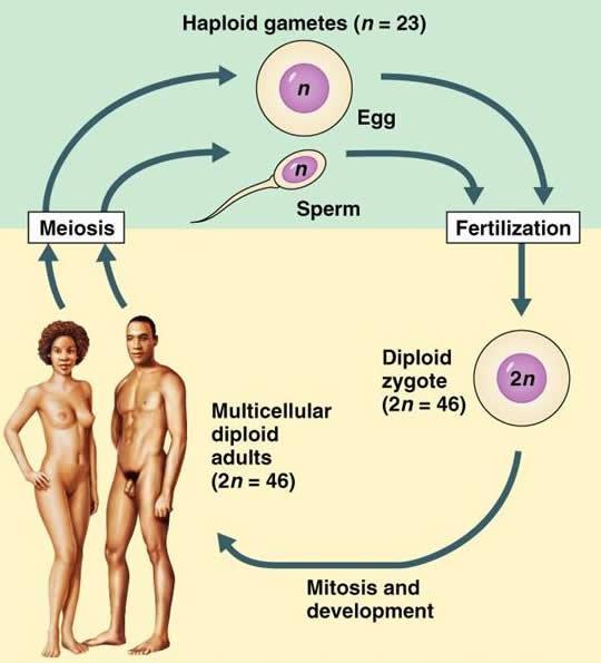 Eşey hücreleri (Gametes) yumurta (egg) (400/yaşam boyu) sperm