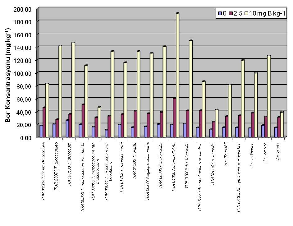 46 bor birikimi daha çok hücre duvarlarında veya vakuollerde gerçekleşmişse o zaman B toksisitesi tahribatı daha az ortaya çıkabilmektedir (Marschner, 1995).