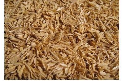 Çeltik Kavuzu Pirinç yetiştirilen bölgelerden düşük maliyetle sağlanabilen, kaba