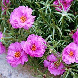 Portulaca(İpek çiçeği) Çiçekleri rengarenktir,yalınkat ve