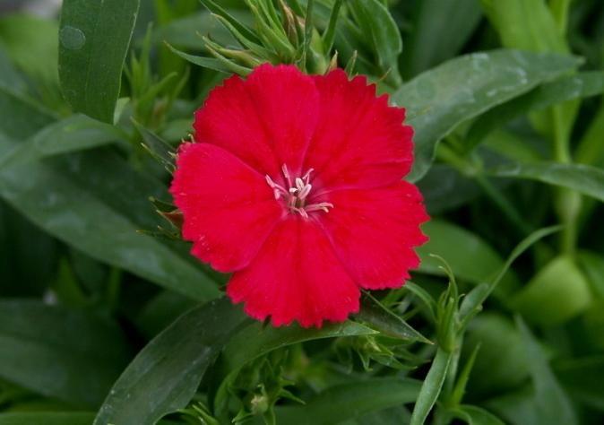 Dianthus chinensis(çin karanfili) Çin