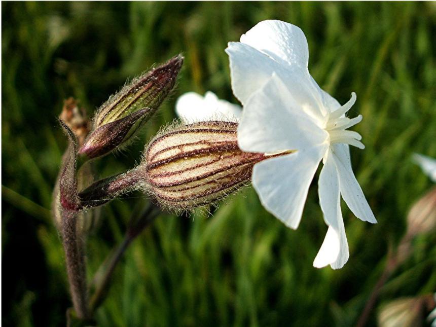 Silene(Nakil çiçeği) Çiçekleri,küçük borumsu çok