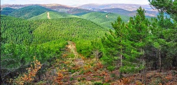 gösteren ve tek tek belli çevre koşullarına uymuş tiplerdir (Tarak ladini, sivri