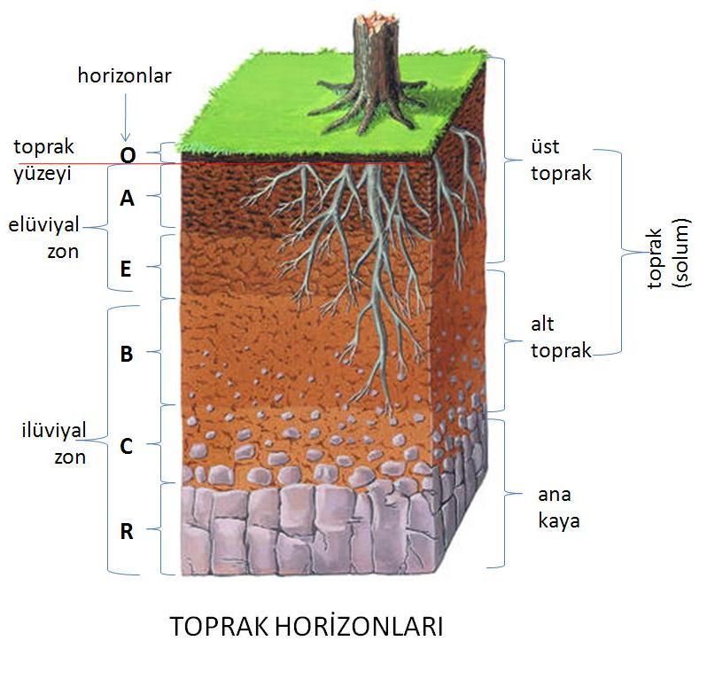 TOPRAK 1 cm lik bir toprak tabakası 100-150 yılda oluşmaktadır. Erozyonun felaket niye nitelendirilmesi bundan kaynaklanmaktadır.