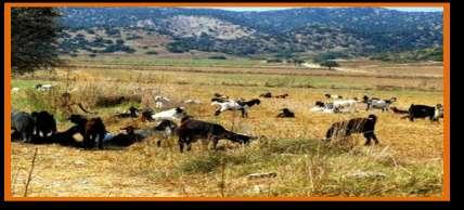 değerlendirilmek üzere kırsal alanı olarak belirlenmiştir. 4.0.6.2 Coğrafi sınırlarını; kuzeyde Beşparmak Sıradağları ve güneyde Kıbrıs Rum Yönetimi sınırı oluşturmaktadır.
