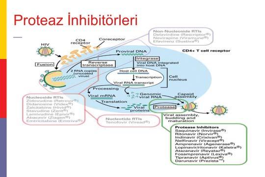 Tümer A, Ünal S. Revers transkriptaz enzim inhibisyonu yapan nonnükleozid ajanlar da vardır. Direkt olarak enzimin aktif bölgesine bağlanıp enzim aktivitesini ortadan kaldırır.