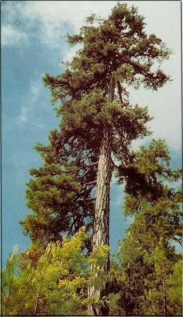 ağacı Pines nigra ---