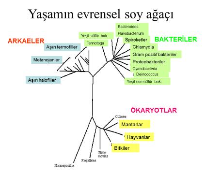 Operasyonel Taksonomik Unite (OTU) 16S rrna sekanslarında <%1 /