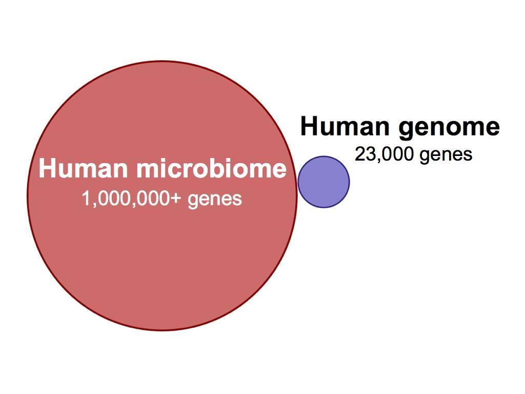 İnsan Genom Projesi 2001 sonrası Post-genom çağı genom-proteom bilgileri MİKROBİYOMİK metagenomik,