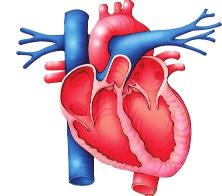 Dolaşım Sistemleri - Vücudun Savunulması ve Bağışıklık - 3 BÖLÜM 01 Test 27 1.