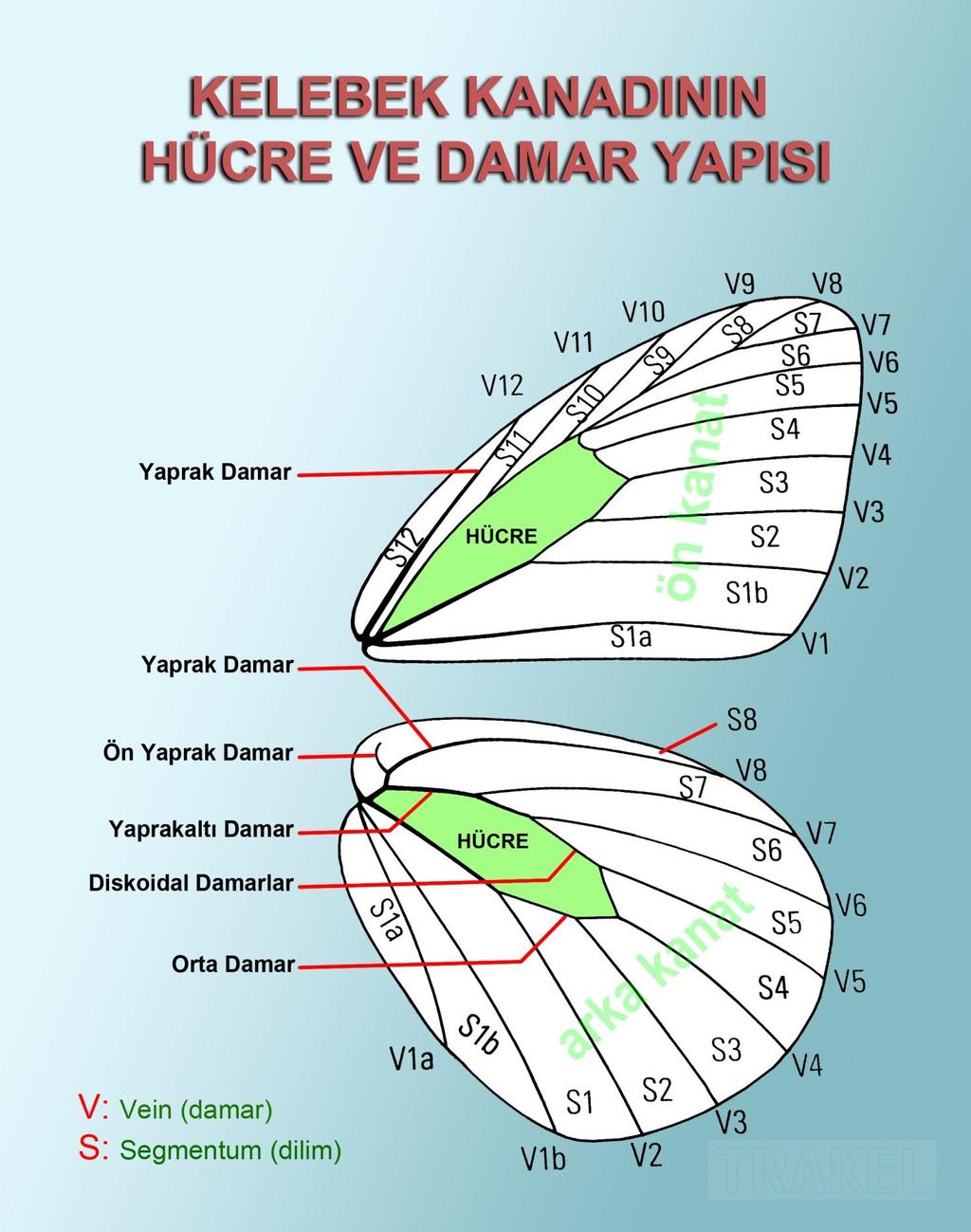 Not: Kelebek Anatomisi ile ilgili görsellere sitemiz üzerinden Yayınlar