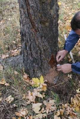 Örneğin, Karadeniz Bölgesi doğu ladini populasyonlarında "Dev Kabuk Böceği (Dendroctonus micans Kug.