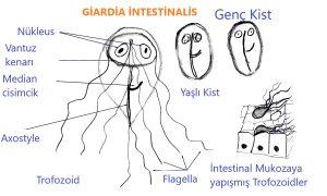 4. Normal forme dışkı üzerinde mukus 5. Küçük parçalar halinde sert dışkı 6. Açık renkli macun şeklinde kokusuz 7. siyah katran gibi yapışkan dışkı Kabızlık, Kolit.