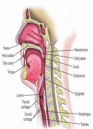 Solunum Sisteminde Genel Anatomi Solunum sistemi anatomisindeki yapılar göğüs boşluğunda olup olmamasına göre iki bölüme ayrılarak incelenmektedir.
