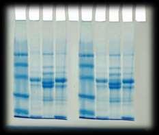 proteinlerinin çeşitliliği Enzim microarray Enzim katalizinin prensibi Jel