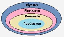 -Bir ayrıştırıcı organizma prokaryotik (bakteri) ya da ökaryotik (mantar) hücre yapısına sahip olabilir. -Ayrıştırıcılar hem sucul hem de karasal besin zincirlerinin tüm basamaklarında bulunurlar.