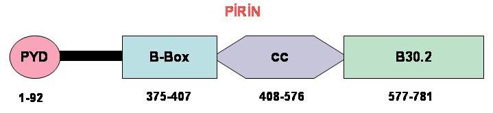 M680I (G/A) E148V M680L L110P T681I I692del V704I