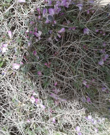 seticalycina) un karın ağrısı, adet sancısı ve rahim iltihabında; sarımçanı (Campanula involucrata) nın yaraların tedavisinde ve egzama gibi cilt