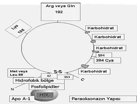 12 Şekil.1.5. PON1 in yapısı.arg; Arginin, Cys; Sistein, Gln; Glutamin, Leu; Lösin, Lys; Lizin, Met; Metiyonin biri (Cal 1) 