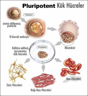 KÖK HÜCRE