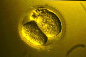 kromozomdan oluşan yeni bir canlı hücre meydana gelir.