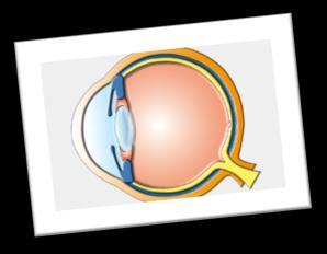 RETİNA Retina,gözün görüntüyü alan iç duvarını oluşturur. Işık bu bölümde korneadan odaklanarak kristalleşmeye sebep olur.