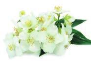 Buket Buket dendiğinde parfümün farklı çiçek notalarının kombine edilerek üretildiği anlaşılır.