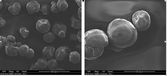 Şekil 2.1. Nane yağlı mikrokapsüllerin SEM görüntüsü Li et al.