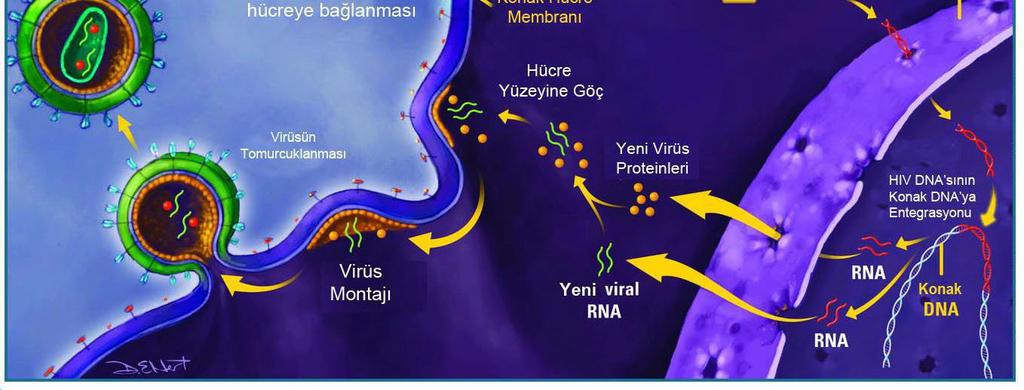 Oluşan olgun virüsler, konak hücreden tomurcuklanarak çıkar ve diğer hücreleri enfekte etmeye başlar (19) (Şekil 1). Şekil 1.