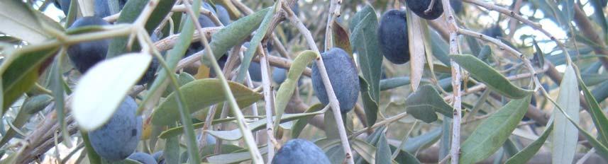 11 Zeytin bitkisinde biyolojik devir iki yılda tamamlanmakta olup ağaçlarda mahsul bir önceki yıl büyüyen sürgünler üzerinde oluşmaktadır (Şekil 3.2).