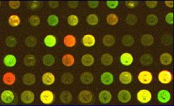 Genleri açıklamak için üretilen mikro diziler Bilimsel
