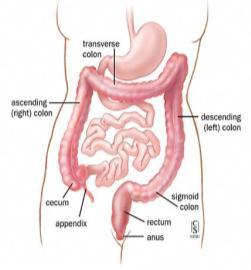 Terminal ileum %90 tutulmuş İlk tanı 527 (%66) 36 (%5) 228 (%29) Son kesin tanı %88 %50 (%33 ÜK,%17CH) %91 Moum B.