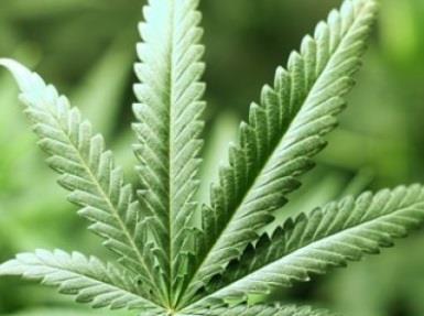 Esrar Cannabis sativa/indica (kenevir) bitkisinden elde edilen ve binlerce yıllık kullanım öyküsü olan doğal