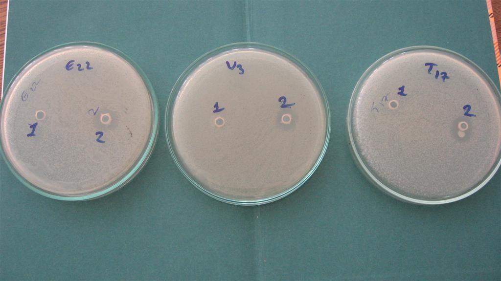 4. ARAŞTIRMA BULGULARI 4.1. İnvitro Antagonizm Testi Yapılan bakteri izolasyonları sonrasında bakterilerin V. anguillarum patojen suşlarına karşı antagonistik etkisine bakılmıştır.