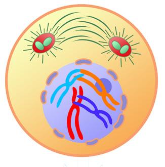 Ana hücre 2n = 30 kromozom Mitoz Mitoz M N hücresinin kromozom sayısı... 30 ve hücrelerinin kalıtsal bilgileri... aynıdır.