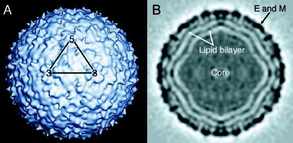 Etken-Batı Nil Virusu RNA virus