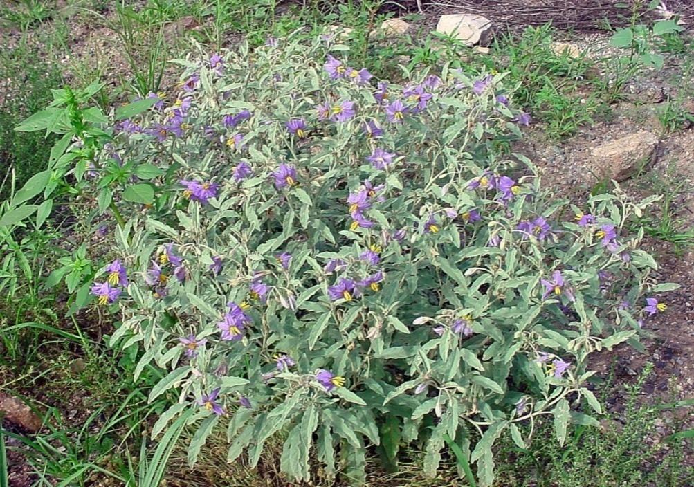 Solanum