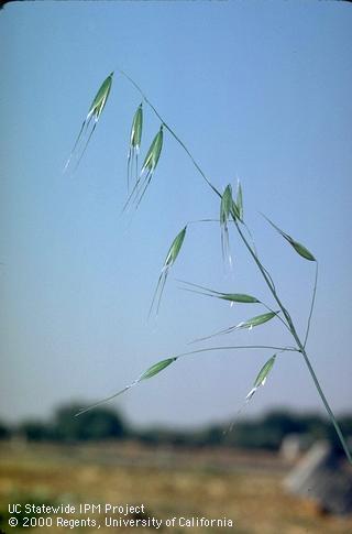 Yabani yulaf (Avena