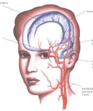 AĞRIYA DUYARLI DAMARSAL YAPILAR Meningeal arterler Venöz sinüsler Anterior serebral