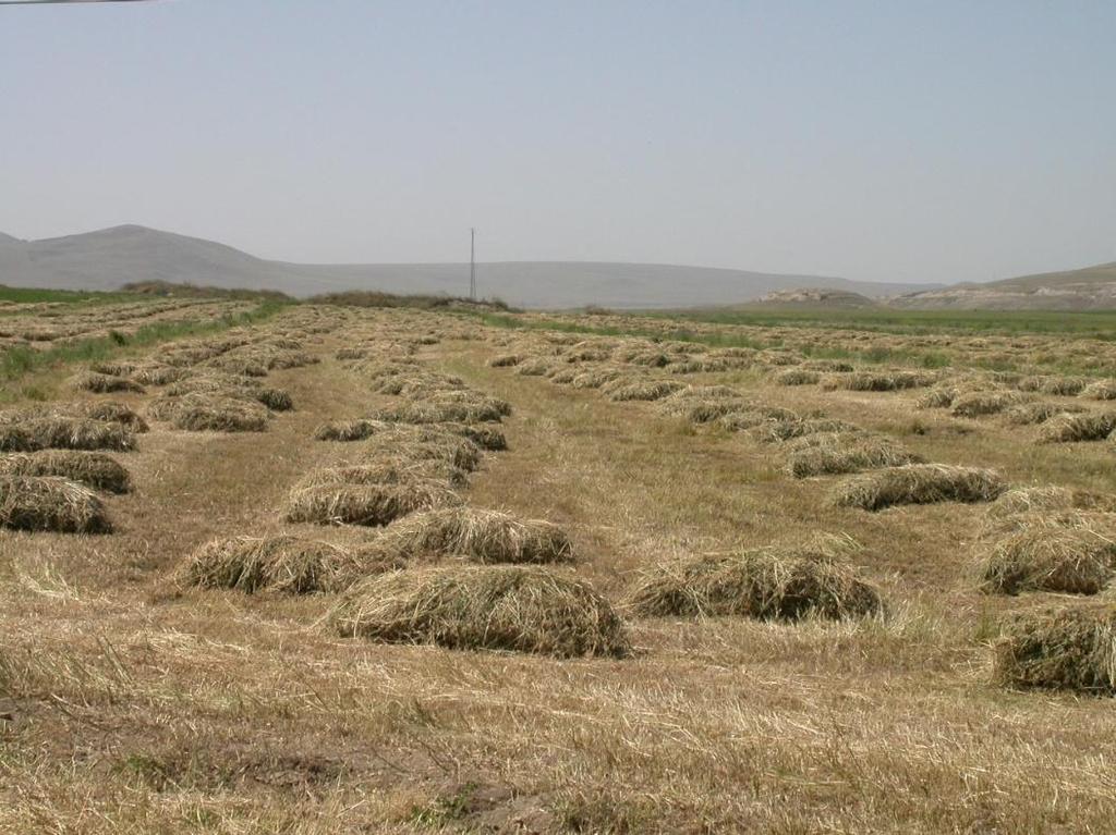 gelmiş yoncalar Resim 13.