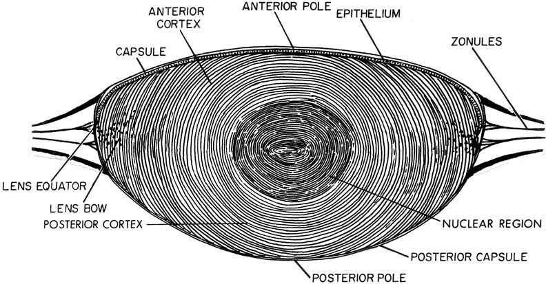 3 2. GENEL BİLGİLER 2.1 Lens Anatomisi Lens, daha önünde yer alan korneadan sonra, iris dokusunun arkasında yerleşen gözün saydam ve kırıcı ortamlarından ikincisidir 1.