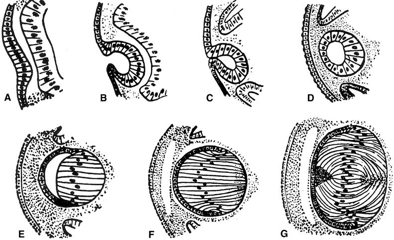 6 Şekil 2.2: Lensin Embriyolojik Gelişim Aşamaları 2.3 Lens Fizyolojisi ve Metabolizması Lens içerdiği yüksek protein ve homojen yapısıyla hem saydam hem de kırıcı bir ortam oluşturur.