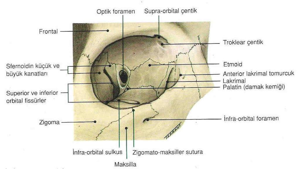 Şekil 2.1: Orbitanın anatomik yapısı 2.2. ORBĐTANIN DOLAŞIMI VE ĐNNERVASYONU Orbitanın kan akımı, internal karotis arter sisteminden köken alan oftalmik arter ile sağlanır.